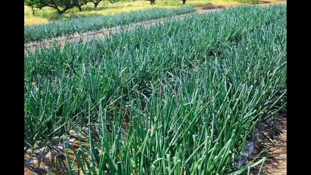 Лук севок. Легкий и дешевый способ обработки перед посадкой. смотреть онлайн