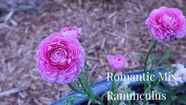Ranunculus Update June 2022 // Gardening at the Simongetti North смотреть онлайн