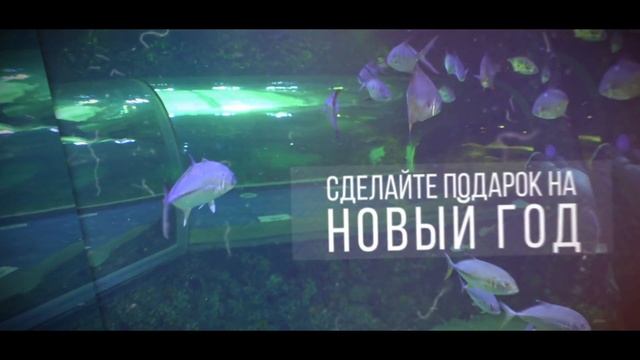 Подарочный сертификат на погружение в океанариуме "Крокус Сити" смотреть онлайн