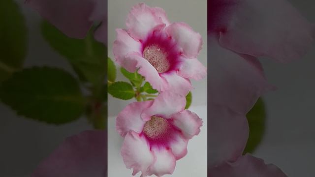 Глоксиния смотреть онлайн