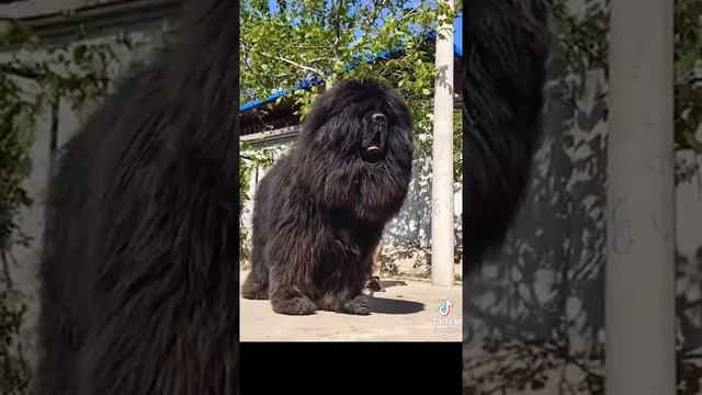 Вот Это називаетця собака Не фига себе смотреть онлайн
