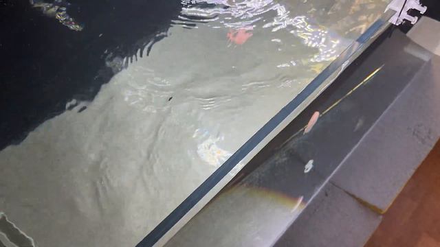 Аквариум 300 литров с задним сампом. Двойной слив в самп. смотреть онлайн