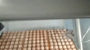 Овоскопирование на 16 день инкубации.