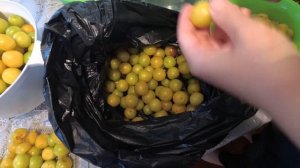 Собираем и закрываем алычу.Сумасшедший день.13.06.20