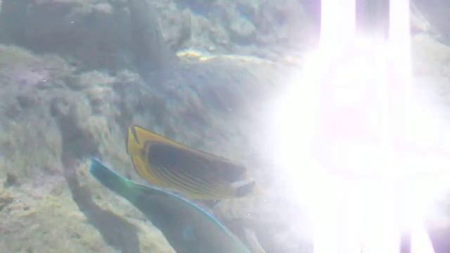 Красное море. Красивые рыбки прям у берега. смотреть онлайн