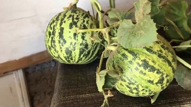 Долина арбузов - как нарисовать полосатиков... смотреть онлайн