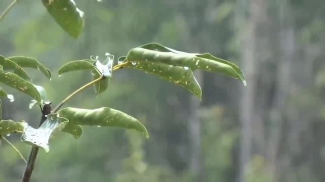 Sonido de Lluvia Relajante Sin truenos para dormir ? 10 Horas ? Dormir,Relajarse,ASMR смотреть онлайн