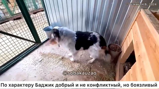 Баджик был домашним, теперь дрожит в приюте от страха, его предали хозяева. Проект Собака Юзао смотреть онлайн
