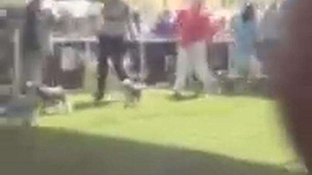Part 3 Of 3 Miniature Schnauzer Bitches Sydney Royal 2008.wmv