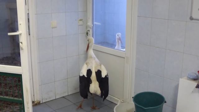 Аисты смотреть онлайн