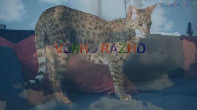 5 НЕВЕРОЯТНЫХ ГИБРИДОВ ЖИВОТНЫХ/5 INCREDIBLE ANIMAL HYBRIDS смотреть онлайн