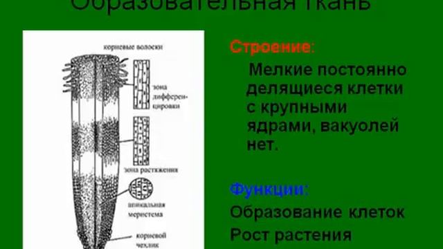 Ткани растений и их виды.AVI смотреть онлайн