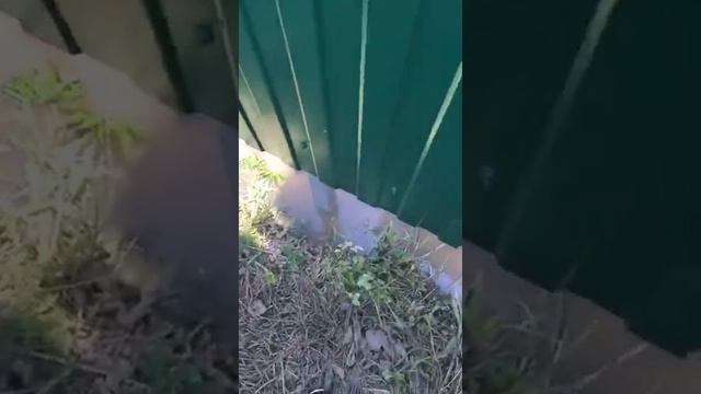 Комбинированный забор из профнастил и Сетки рабицы на перемычках смотреть онлайн