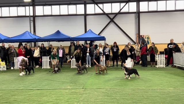 ВЫСТАВКА «ABKC»…ХОМА…AMERICAN BULLY…БОЛЕЕ ДВУХСОТ СОБАК…#grafbalas #dog #americanbully #abkc