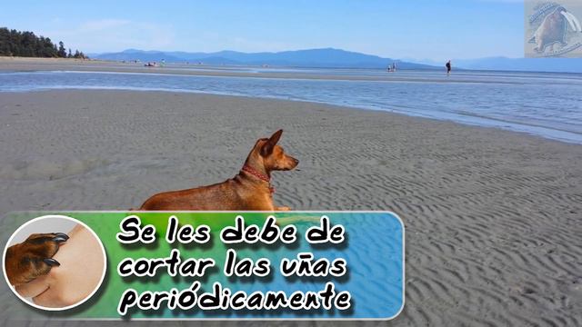 Pinscher | Dos razas de perros muy protectores | (Animales domésticos) |Cuidados de mascotas| смотреть онлайн