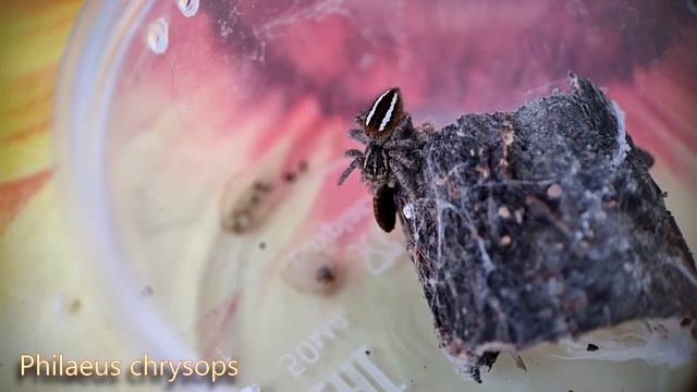 Паук-скакун philaeus chrysops смотреть онлайн