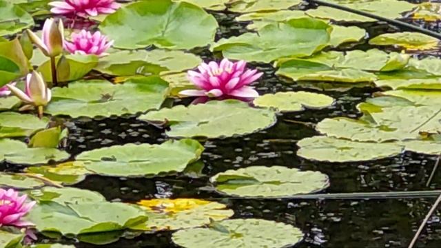 Лилия Нимфея Attraction - Сказочно красивый цветок // Fabulous beautiful lily nymphaeum attractio смотреть онлайн