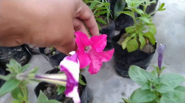 देखिए मेरी दिवाली की plants shopping || winter flowers shopping haul ||