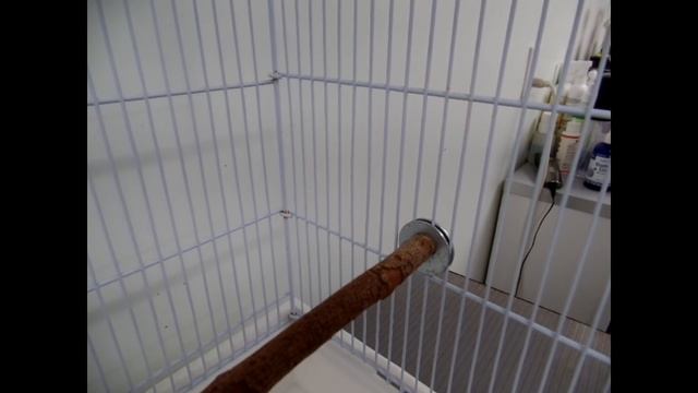 How to Set Up a Canary Cage смотреть онлайн