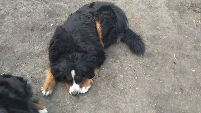 Бернский Зенненхунд смотреть онлайн