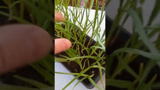 ahoot.ru | ДВОЙНАЯ ПОЛЬЗА ЗУБЧИКОВ ЧЕСНОКА весной #зелень #чеснок дома на подоконнике #марте #апрел смотреть онлайн