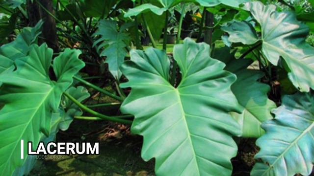 99 RARE VARIETIES OF PHILODENDRON WITH NAMES | PLANT IDENTIFICATION | MUST COLLECT KINDS смотреть онлайн