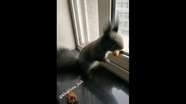 Белка пришла в дом менять орехи смотреть онлайн