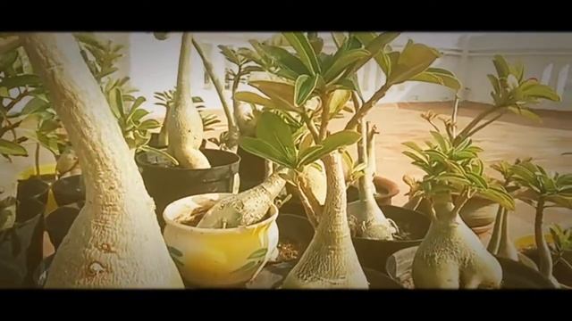 Adenium Obesums In Terrace