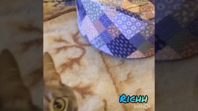 ЧИХУАХУА/ПРОБУЕМ ВКУСНЯШКИ И УГОЩАЕМ ДРУГА смотреть онлайн