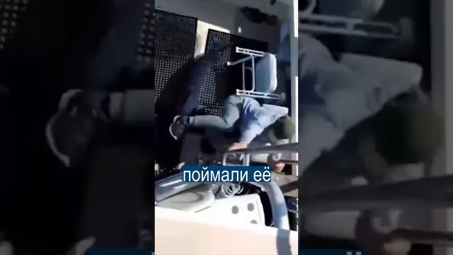 Рыбаки разбежались, когда в лодку запрыгнула акула смотреть онлайн