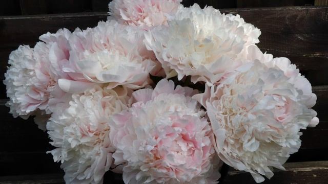 Пионы. Цветение 2021. Часть 3. смотреть онлайн