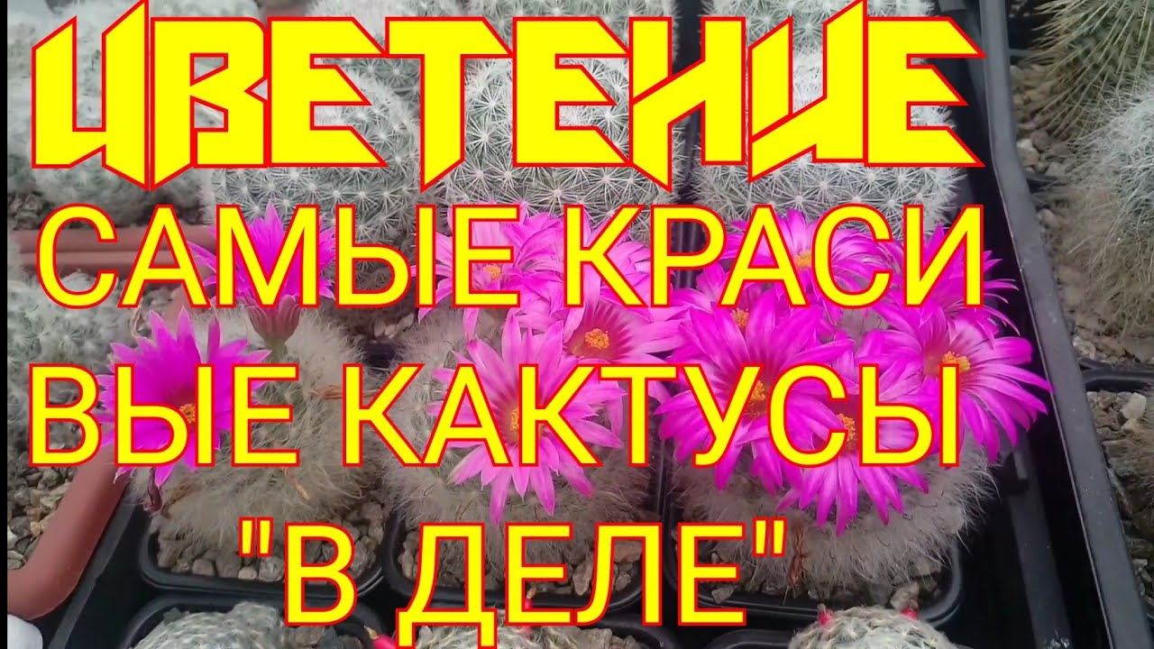 КАКТУСЫ и ЛИТОПСЫ Цветение, обзор сортов смотреть онлайн