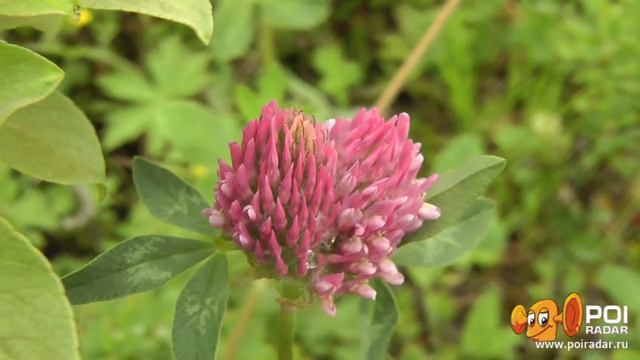 Северное лето/ beautiful northern nature, Russia, Murmansk смотреть онлайн