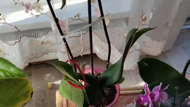 Цветущие красотки и подкормка их. смотреть онлайн