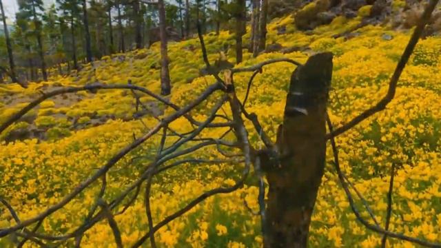 Таймлапс (timelapse) - зрелищные кадры, природа, звезды, космос смотреть онлайн