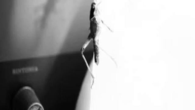 Mitridate, rè di Ponto: "Se di lauri il crine adorno" смотреть онлайн