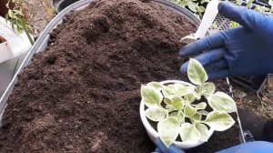 Аптения вариегатная.