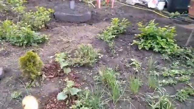 ЕЙСК. ДАЧИ ? Радуюсь каждому всходу! Немного о комментариях. Спасибо всем за поддержку! смотреть онлайн