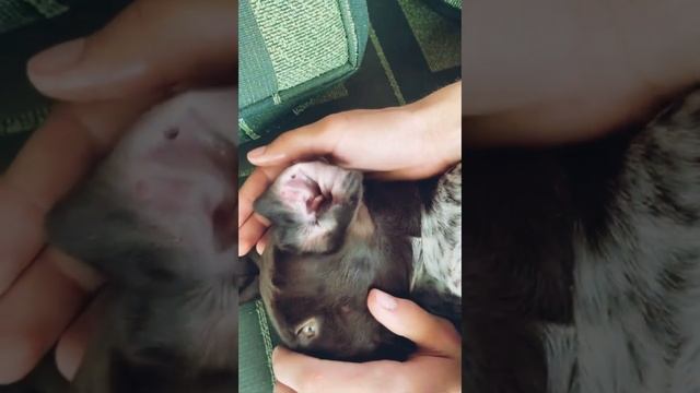 Как вытащить клеща безопасно? Можно при помощи эфирного масла перечной мяты от Дотерра? смотреть онлайн