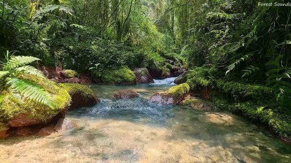 Calming mountain stream sound, peaceful birds chirping in the Amazon forest, best place to relax