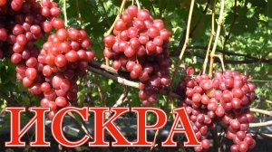 Виноград ИСКРА.