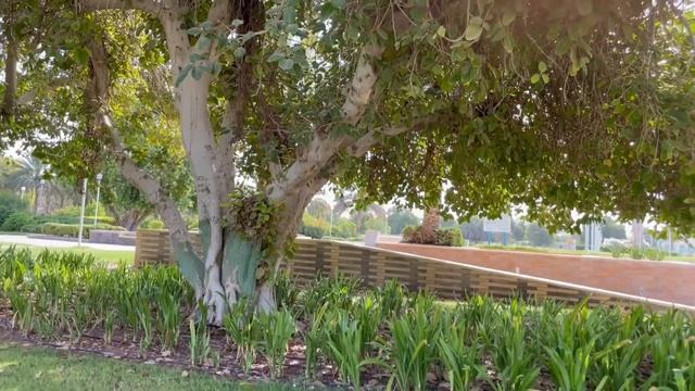 Exploring in al ain uae/ al ain city tour / смотреть онлайн