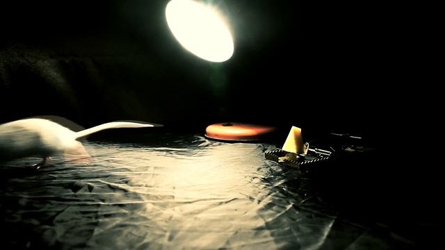 Вместе против коррупции Широкова Татьяна 16 лет г. Уфа Башкортостан смотреть онлайн