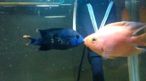 Бой аквариумных рыбок до победного