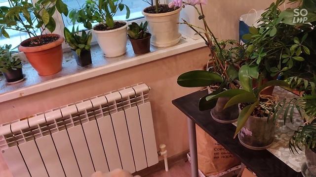 выращивание рассады и цветов в квартире. не хватает места смотреть онлайн