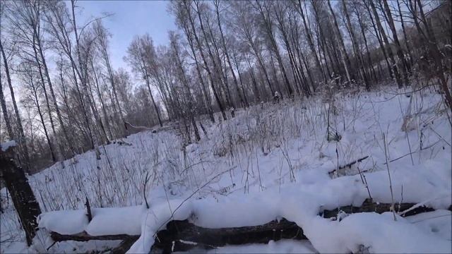 Огромный заяц,такого ещё не брал.))Охота на Зайца с гончей. смотреть онлайн