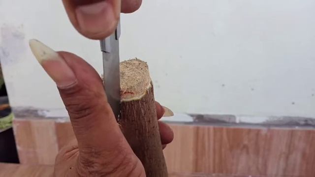 CARA MEMBUAT BUNGA BOUGENVILLE JADI MULTI WARNA @udatamburin1842 смотреть онлайн