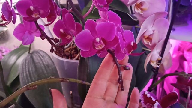 Новенькая орхидея! Рыжая красавица к празднику! 🌺🌹🥰 смотреть онлайн