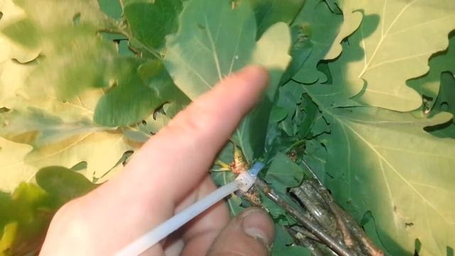 Как вязать дубовые веники? Заготавливаем дубовые веники! смотреть онлайн