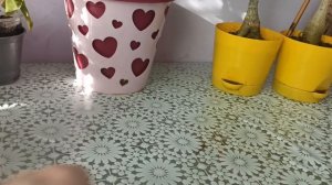 Мурая, бугенвилия, араукария, адениумы